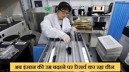 अगर सक्सेस रहा ड्रैगन का यह अजीब रिसर्च  तो कभी बूढ़े नहीं होंगे चीनी, बढ़ चुकी है चूहों की उम्र