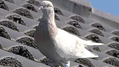 ಅತ್ಯುತ್ತಮ ದಾಂಪತ್ಯಕ್ಕಾಗಿ ಜ್ಯೋತಿಷ್ಯ ನೀಡೋ ಸಲಹೆಗಳಿವು, ಫಾಲೋ ಮಾಡೋಕೇನು ಅಲ್ವಾ?