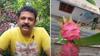 ഡ്രാ​ഗൺ ഫ്രൂട്ട് എങ്ങനെ കൃഷി ചെയ്യാം; വീഡിയോയുമായി കൃഷ്ണകുമാർ, വൈറൽ