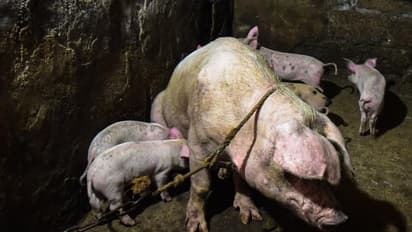 एक और मुसीबत, अब चीन में कोरोना के बाद फैली एक और नई बीमारी; 1000 सुअर संक्रमित