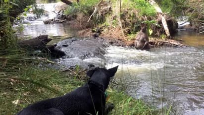 കംഗാരു ആണ്, പക്ഷേ ആളൊരു ജിമ്മനാണ് !