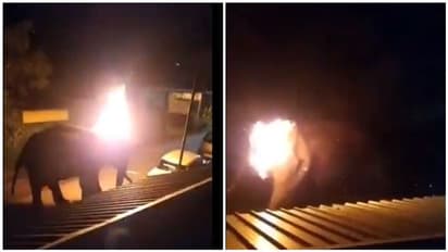 யானை மீது தீ வைத்து கொன்ற நெஞ்சை பதற வைக்கும் காட்சி... வெளியானது வீடியோ..!