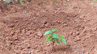 সুস্থ হোক পৃথিবী, ছেলের জন্মদিনে গাছের চারা বিতরণ করে প্রার্থনা দম্পতির