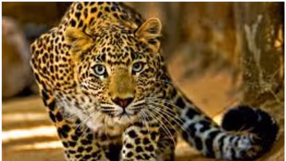 മാങ്കുളത്ത് പുള്ളിപ്പുലിയെ കൊന്ന് കറിവച്ചു; അഞ്ച് പേർ അറസ്റ്റിൽ