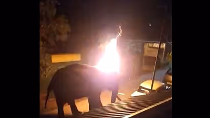 ಆನೆಗೆ ಬೆಂಕಿ ಇಟ್ಟ ಕಿರಾತಕರು, ನರಳಿ ಪ್ರಾಣಬಿಟ್ಟ ಆನೆ ಬಿಗಿದಪ್ಪಿ ಕಣ್ಣೀರಿಟ್ಟ ಅರಣ್ಯ ಸಿಬ್ಬಂದಿ!