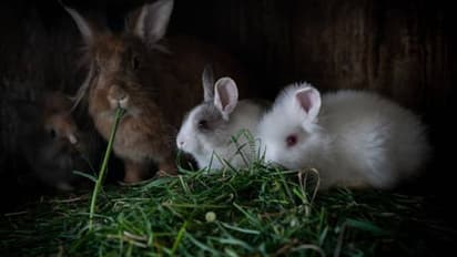 മുയലിനെ വളര്ത്താം; വായുസഞ്ചാരമുള്ള കൂടും കുടിക്കാന് ശുദ്ധജലവും അത്യാവശ്യം