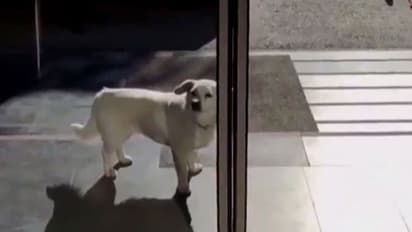 వైరల్: ఆస్పత్రిలో చేరిన యజమానిపై పెంపుడు కుక్క విశ్వాసం