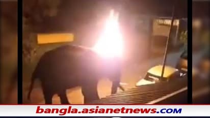 কানে জড়িয়ে দেওয়া হল জ্বলন্ত টায়ার, পুড়ে মৃত্যু হাতির, ক্যামেরায় ধরা পড়ল চরম অমানবিকতা, দেখুন