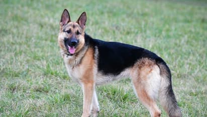 పోలీసులకు చుక్కలు చూపెడుతున్న శునకం.. ఎక్సైజ్ చట్టం కింద 11 రోజుల క్రితం జర్మన్ షెపర్డ్ అరెస్ట్..