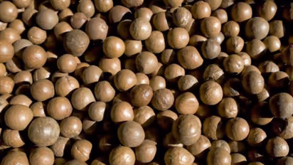 വിലപിടിപ്പുള്ള മക്കാഡാമിയ നട്ട്; ഭക്ഷ്യയോഗ്യമായ വിദേശയിനം പരിപ്പ്