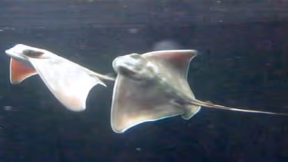 चमत्कार: ना IVF, ना सेरोगेसी, बिना किसी नर के ही दो कुंवारी मछलियों ने दे दिए अंडे