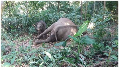 അമ്മയ്ക്ക് ജീവനില്ലെന്നറിയാതെ കുറുമ്പ് കാണിച്ച കുട്ടിയാനയ്ക്ക് ഒടുവില് അഭയം