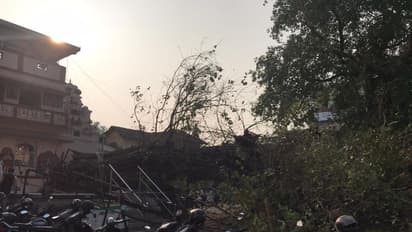 ಮಂಗಳೂರು : ಧರಾ ಶಾಹಿಯಾದ 57 ವರ್ಷಗಳ ಹಳೆಯ ಅಶ್ವಥ್ಥ ಮರ