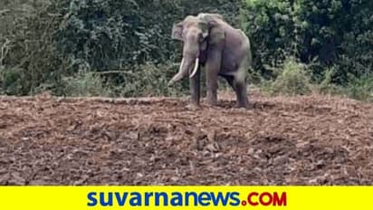 ಸೆರೆ ಹಿಡಿದ ಆನೆ ಮರಳಿ ಕಾಡಿಗೆ ಬಿಡಲು ಸೂಚನೆ