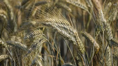 പരുക്കന് ധാന്യമാണെങ്കിലും വരക് പോഷകഗുണത്തില് കേമന്