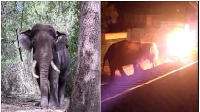 മസിനഗുഡിയില് ദാരുണമായി കൊല്ലപ്പെട്ടത് നാട്ടുകാരുടെ 'എസ്ഐ'; ക്രൂരതക്ക് ഇരയായി 'റിവാള്ഡോ'യും