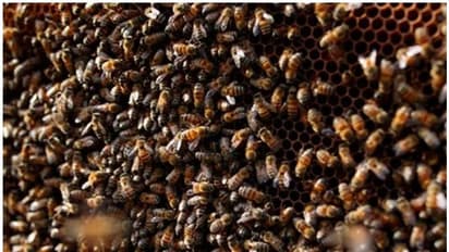 തിരുവനന്തപുരത്ത് തേനീച്ചയുടെ ആക്രമണത്തിൽ ഒരാൾ മരിച്ചു; രണ്ട് പേരുടെ നില ഗുരുതരം