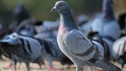 Pigeon Astrology: ಮನೆಯಲ್ಲಿ ಪಾರಿವಾಳ ಗೂಡು ಕಟ್ಟಿದರೆ ಒಳ್ಳೆಯದೋ ಕೆಟ್ಟದ್ದೋ?