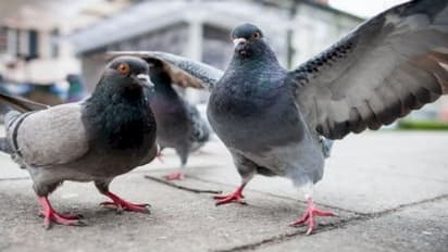 इस गांव में करोड़पति हैं कबूतर: जिनके नाम पर जमीन-बैंक बैलेंस और पेनकार्ड, देखरेख करते हैं कई नौकर