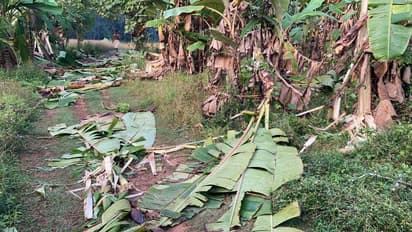 കശുമാങ്ങ പഴുത്തു, നാട്ടിലിറങ്ങി കാട്ടാനകൾ, ഉറക്കം നഷ്ടപ്പെട്ട് മണിക്കടവ്, വ്യാപക കൃഷിനാശം