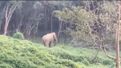  വൈത്തിരിയില്‍ കാട്ടാനയുടെ ആക്രമണം; വീട് തകര്‍ത്തു, ഒരാള്‍ക്ക് കുത്തേറ്റു