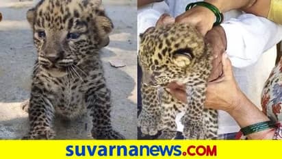 ಚಿರತೆ ಮರಿಗಳ ಹಳೆಯ ಚಿತ್ರ ವೈರಲ್: ಜನರಲ್ಲಿ ಹೆಚ್ಚಿದ ಆತಂಕ