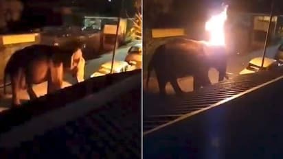 Another elephant murdered in India: Burning tyre thrown at jumbo, where's our humanity?
