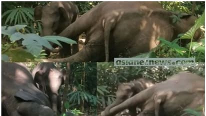 കല്ലാറിൽ ആന ചരിഞ്ഞ സംഭവം; ഒരാൾ അറസ്റ്റിൽ