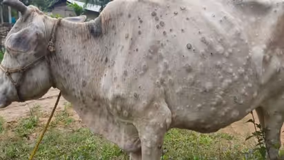  Lumpy Skin Disease: రాజ‌స్థాన్ లో వరసగా చనిపోతున్న ప‌శువులు.. ఆ చ‌ర్మ వ్యాధి వ‌ల్ల‌ 1200 మృతి 