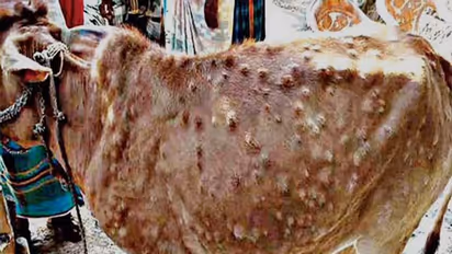 Lumpy Skin Disease: రాజస్థాన్లో విజృంభిస్తున్న లంపి చర్మవ్యాధి.. 4.2 లక్షల పశువులపై ప్రభావం