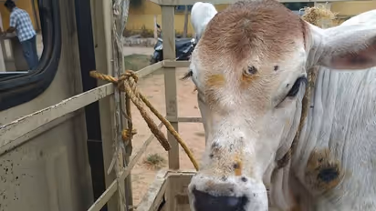 Lumpy skin disease: 57 వేల పశువులు మృతి.. లంపి స్కిన్ డిసీజ్ పై రాష్ట్రాలను హెచ్చరించిన కేంద్రం