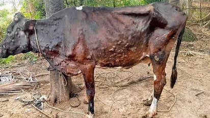 ಚರ್ಮಗಂಟು: ಕಸಾಯಿಖಾನೆ ಸೇರುತ್ತಿರುವ ಜಾನುವಾರುಗಳು