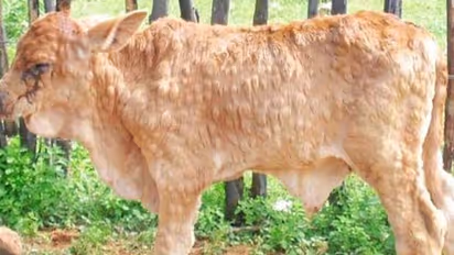 పశువులను బలిగొంటున్న చర్మవ్యాధి.. ఆందోళనలో రైతులు.. మహమ్మారిగా ప్రకటించాలని రాజస్థాన్ సీఎం డిమాండ్