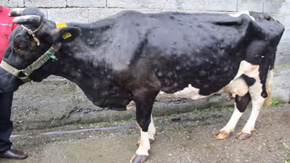 लम्पी ने राजस्थान के गावों को बनाया मरघटः कल जिन गायों का दूध दुह रहे थे, आज उनकी लाशों को कौवे नोंच रहे