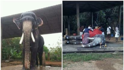 പൂര പ്രേമികളുടെ പ്രിയപ്പെട്ട മംഗലാംകുന്ന് കര്ണന് ചരിഞ്ഞു