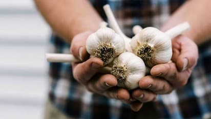 കടകളില് നിന്ന് വാങ്ങുന്ന വെളുത്തുള്ളിയും മുളപ്പിക്കാം; ഇലകളും ഭക്ഷ്യയോഗ്യം തന്നെ