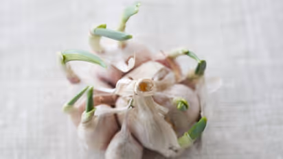 Garlic Health Benefits: ಬೆಳ್ಳುಳ್ಳಿ ಗಿಡ ಬೆಳೆಸಿ ಈ 5 ಅದ್ಭುತ ಪ್ರಯೋಜನ ಪಡೆಯಿರಿ !!