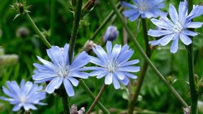 കാപ്പിപ്പൊടിയില് ചേര്ക്കുന്ന ചിക്കറി കൃഷി ചെയ്യാം; ഇലകളും വേരുകളും ഭക്ഷ്യയോഗ്യം