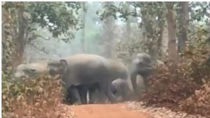 ഒരു സന്തുഷ്ട കുടുംബം; ആന അംഗങ്ങളെ എണ്ണിത്തീരില്ലെന്ന് മാത്രം