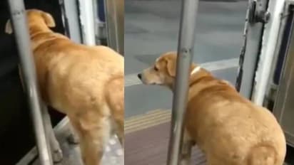 ട്രെയിൻ നിര്‍ത്താനായി ക്ഷമയോടെ കാത്തിരിക്കുന്ന നായ; വൈറലായി വീഡിയോ