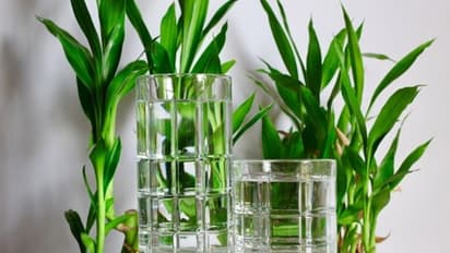 ಕೋಪ, ಒತ್ತಡ ಎಲ್ಲಾ ದೂರ ಮಾಡಲು ಫೆಂಗ್ ಶುಯಿ ಪ್ರಕಾರ ಮನೆಯಲ್ಲಿ ಈ ಬದಲಾವಣೆ ತನ್ನಿ