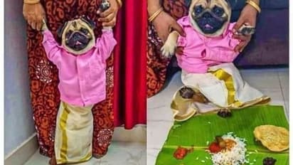 സുന്ദരൻ പ​ഗിന് ഒരു സുന്ദരി വധുവിനെ വേണം, വളർത്തുനായയ്ക്ക് ഇണയെ തേടി പരസ്യവുമായി ഉടമ