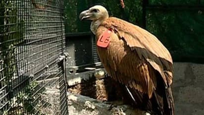 കേരളത്തിൽ ആദ്യമായി യൂറേഷ്യൻ കഴുകനെ കണ്ടെത്തി