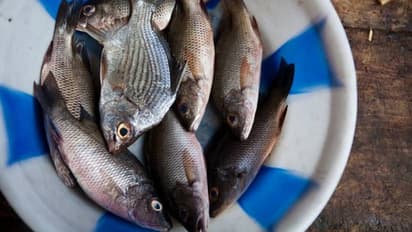 മത്സ്യത്തിന്റെയും ഇറച്ചിയുടെയും അവശിഷ്ടങ്ങള് കളയണ്ട, കമ്പോസ്റ്റ് നിര്മിക്കാന് ഉപയോഗിക്കാം