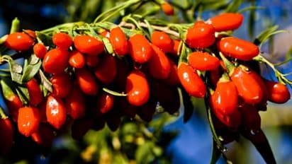 പോഷകവും ഔഷധവുമുള്ള വിദേശിയായ ഗോജി ബെറി; വീട്ടിനുള്ളിലും പുറത്തും വളര്ത്താം