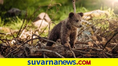 ಜಿಯೋಗ್ರಫಿಕ್ ಚಾನೆಲ್ ಇನ್ನು ಕನ್ನಡದಲ್ಲಿಯೂ ಲಭ್ಯ