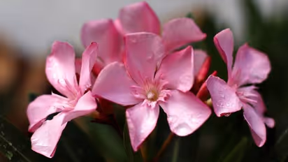 அரளி பூ சாப்பிட்டால் உயிர் கூட போகுதே.. அது அவ்வளவு விஷத்தன்மையா..? தெரிஞ்சுக்கலாம் வாங்க..