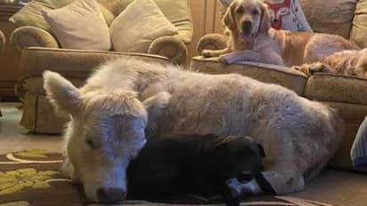 പട്ടിക്കും പൂച്ചക്കുമൊപ്പം വീട്ടിനുള്ളിൽ കഴിയുന്നൊരു പശുക്കുട്ടി, ഇതാണ് ഹണി!