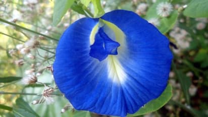 ಶನಿದೇವನನ್ನು ಮೆಚ್ಚಿಸಲು, ಮನೆಯಲ್ಲಿ ನೆಡಿ ಶಂಖಪುಷ್ಪ ಹೂವಿನ ಗಿಡ