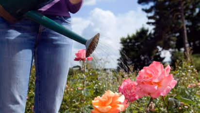 ಬೇಸಗೆಯಲ್ಲಿ ಗಿಡ ರಕ್ಷಣೆ, ಕಾಳಜಿ ಮಾಡಲು ಇಲ್ಲಿವೆ ಸಿಂಪಲ್ ಟಿಪ್ಸ್